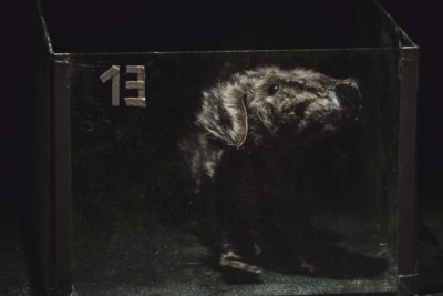 Imagen de Lost Dog de Cal y Canto Teatro en el Teatro Pradillo