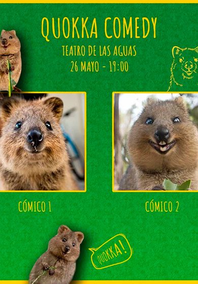 Quokka comedy