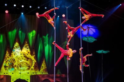 Imagen de OVO de Cirque du Soleil