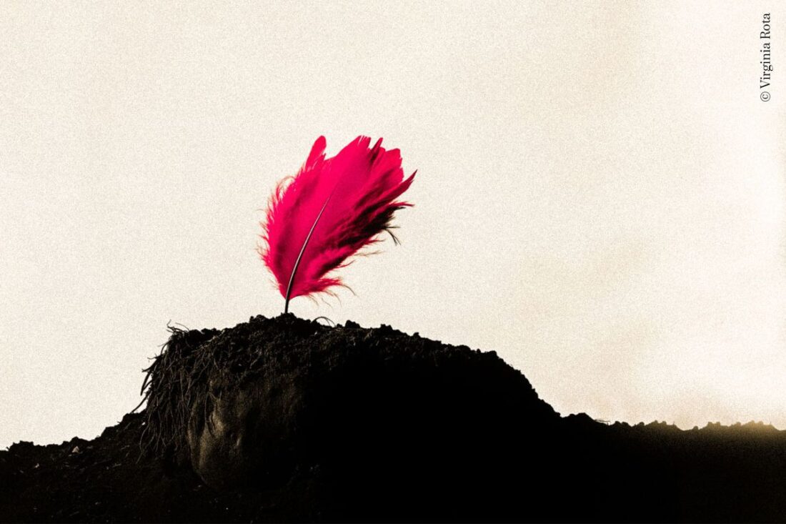 _pluma